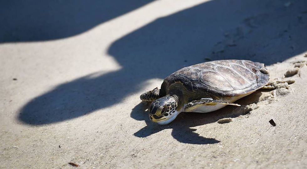 Baby sea turtles are baking under the South Florida sun, new study suggests
