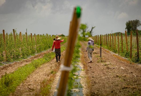 DeSantis immigration law may worsen labor shortages in Florida as planting season begins