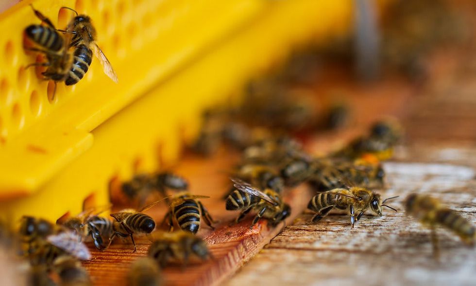 Man dies in bee attack while moving bag at Kentucky home