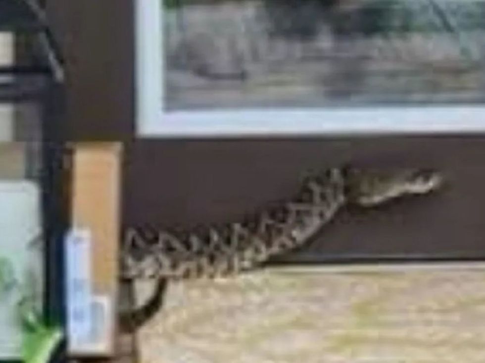 Amazon delivery driver seriously ill after being bitten by 'highly venomous snake' while delivering package