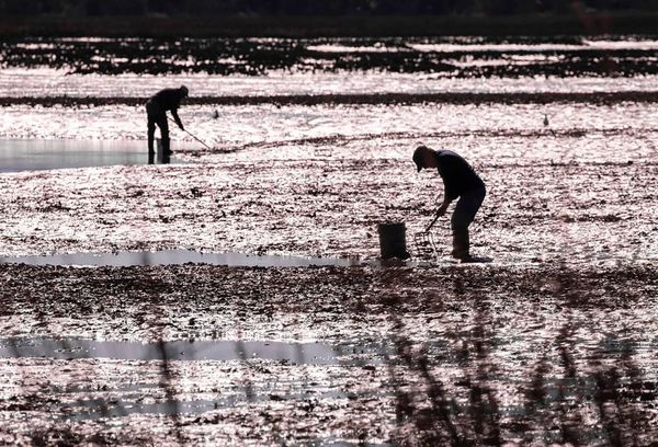 Dangerous chemicals found in South Carolina’s fish, crabs and oysters. Here’s what we know