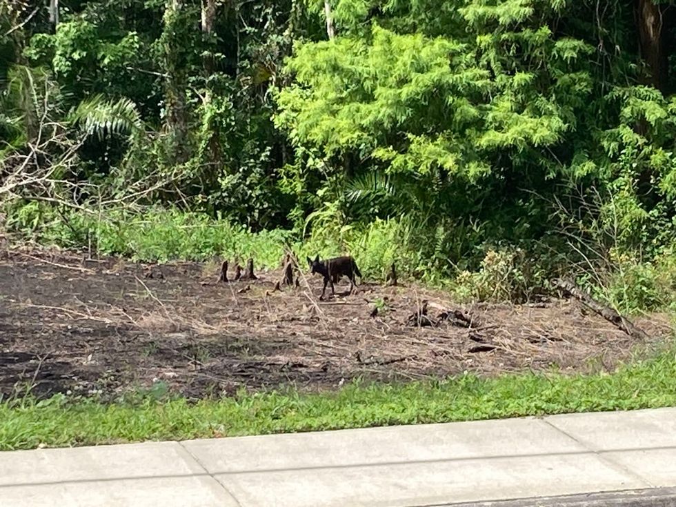 Coyotes are roaming South Florida neighborhoods. Why they’re around and what to fear.
