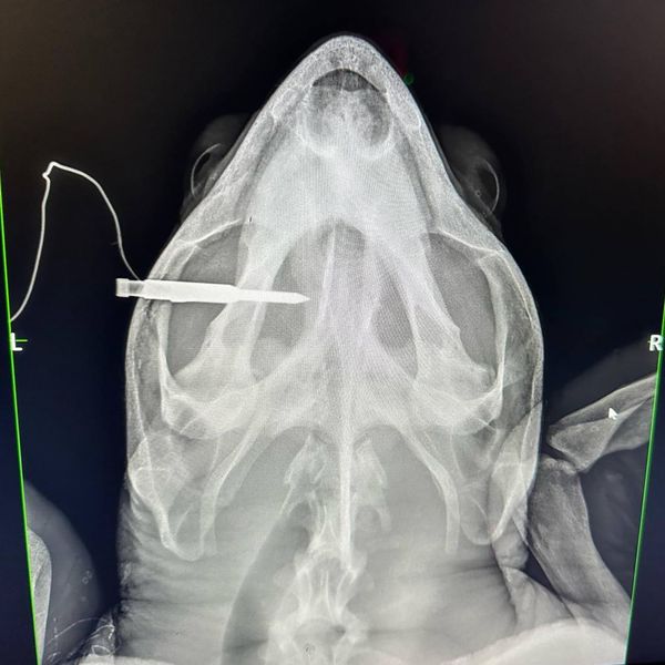 Someone shot a spear through a sea turtle’s head in Florida Keys. Doctors couldn't save him