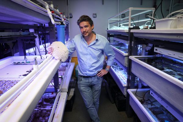 Can this team create a ‘perfect’ reef? Why the US military is banking on it