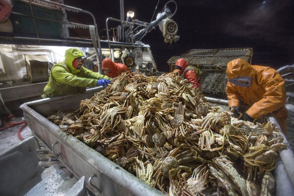 Second snow crab season canceled as researchers pinpoint cause