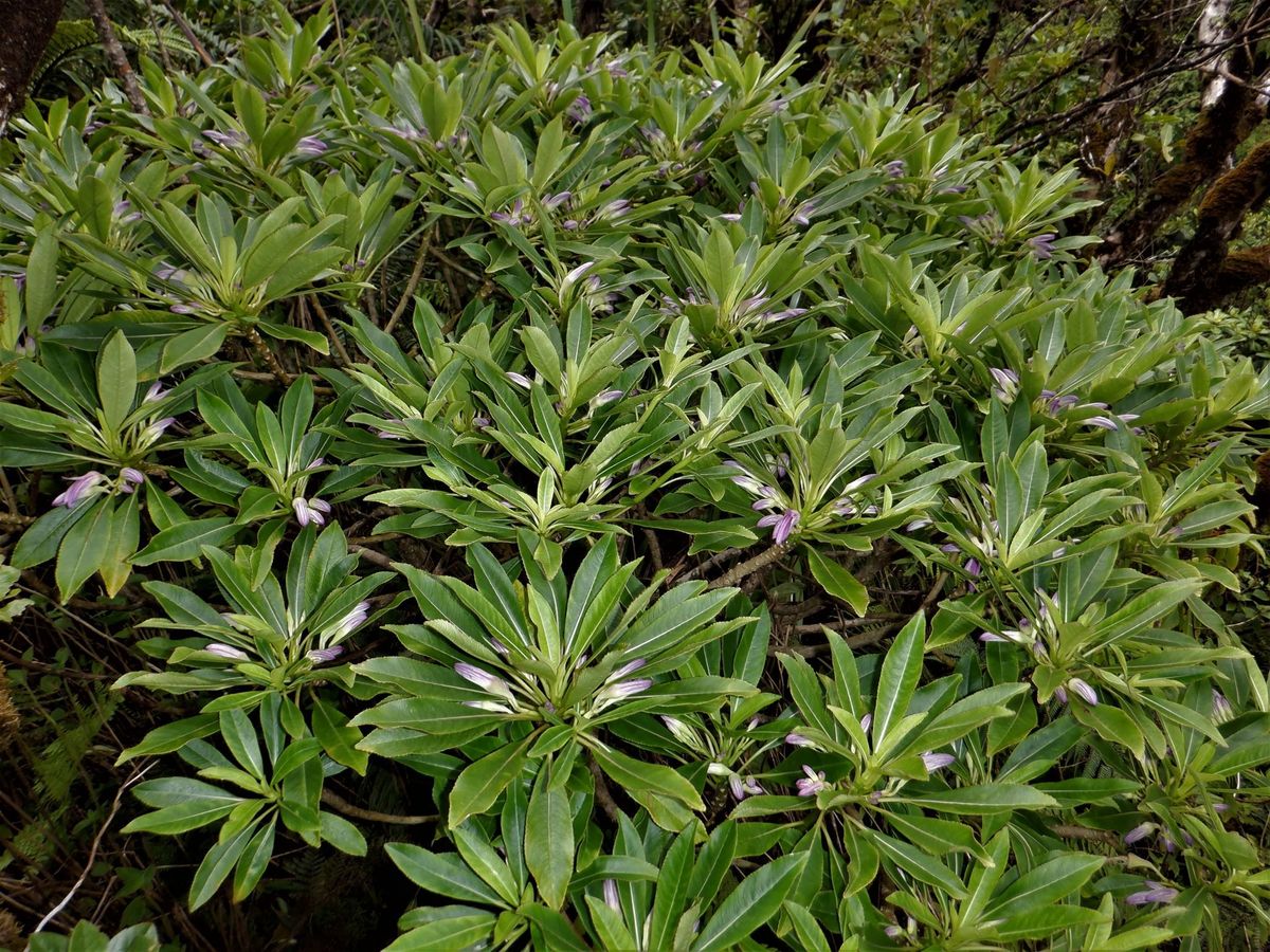Discovering this new plant species on Maui was serendipity