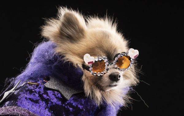 Dressing up your pet for Halloween? Here's why that's a scary idea