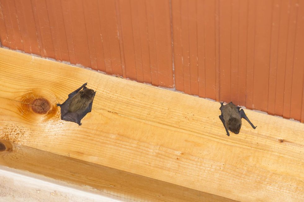 Airbnb sued over ‘horror movie’ vacation rental with bat infestation