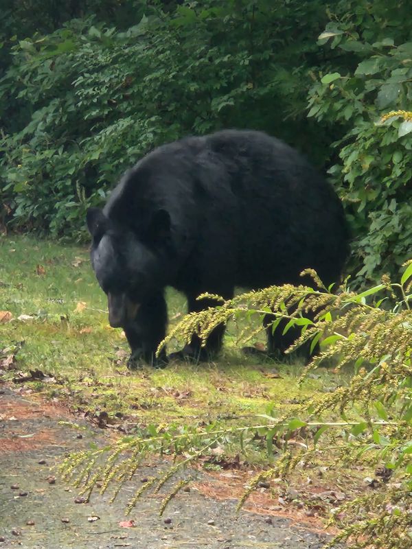 'Pumpkin’ the bear breaches fence, feeds on livestock in Massachusetts