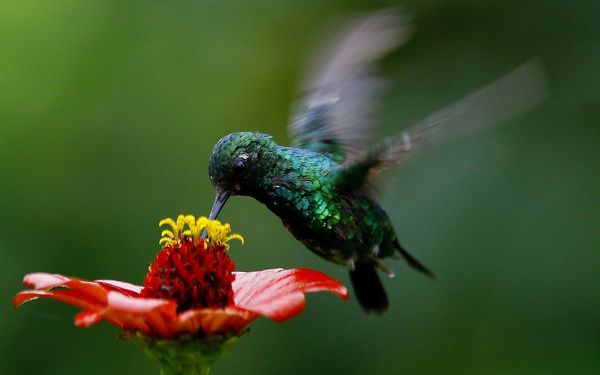 How banks' racist loan policies shape bird populations in Los Angeles