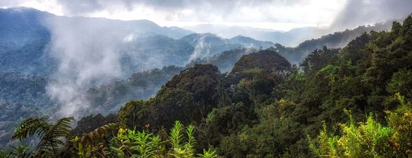 ‘Miniature’ mountain creature — with ‘squeaker’-like call — discovered as new species
