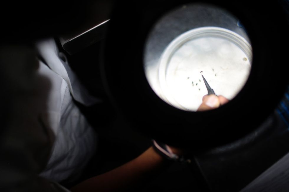 U.S. approves first vaccine against chikungunya virus