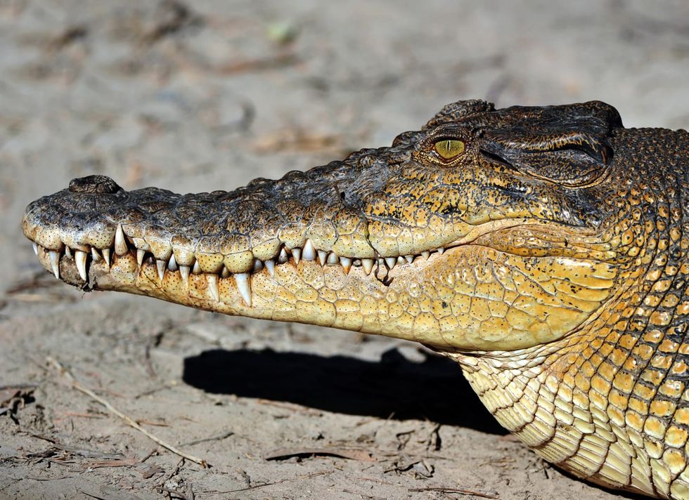Australian cattleman attacked by crocodile bites back and lives