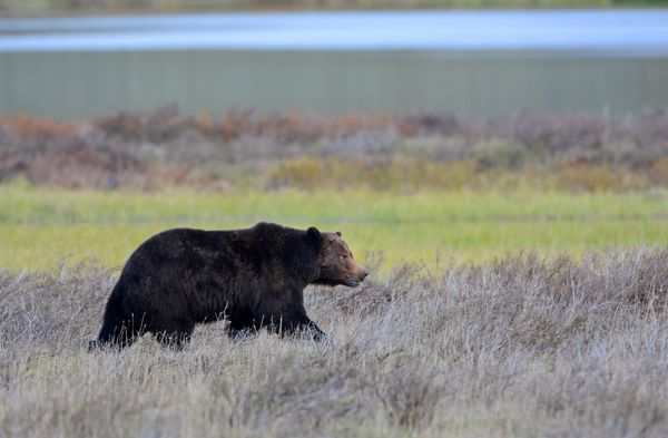 Grizzlies once roamed the Cascades; some people want them to return