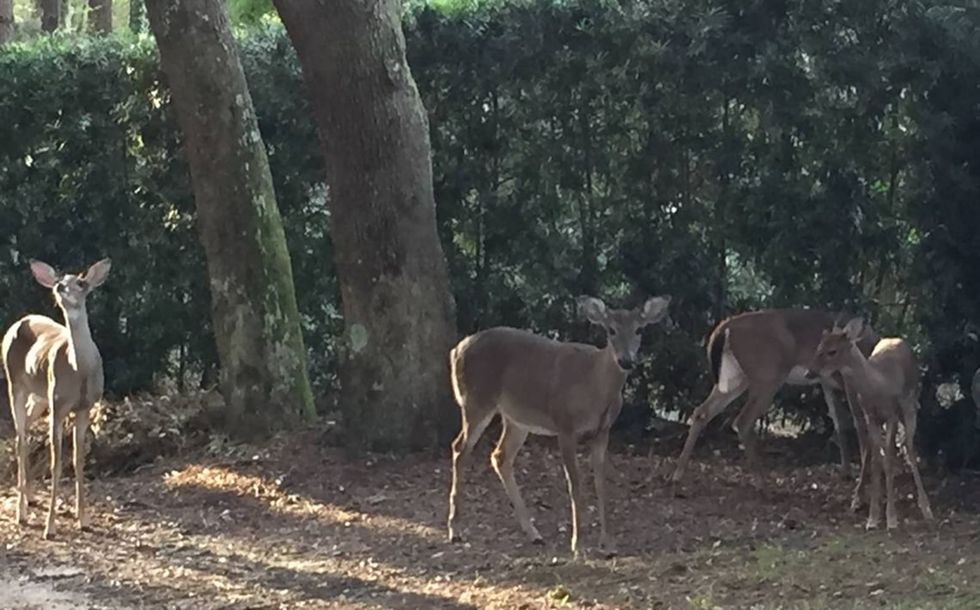 A lethal wildlife disease is stalking South Carolina. How ‘zombie deer’ threaten the state
