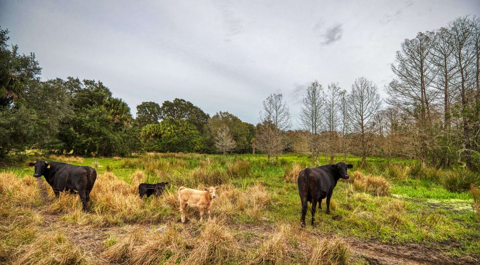 Cattle ranchers want Florida to preserve their land
