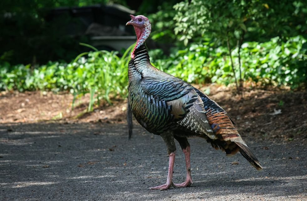 Turkey shorts power line, cutting electricity for 4,000 homes in Sacramento