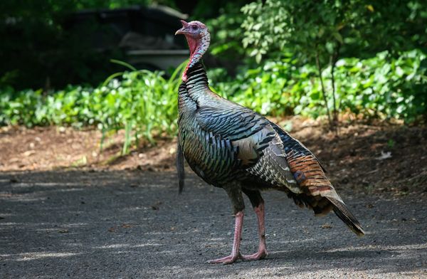 Turkey shorts power line, cutting electricity for 4,000 homes in Sacramento