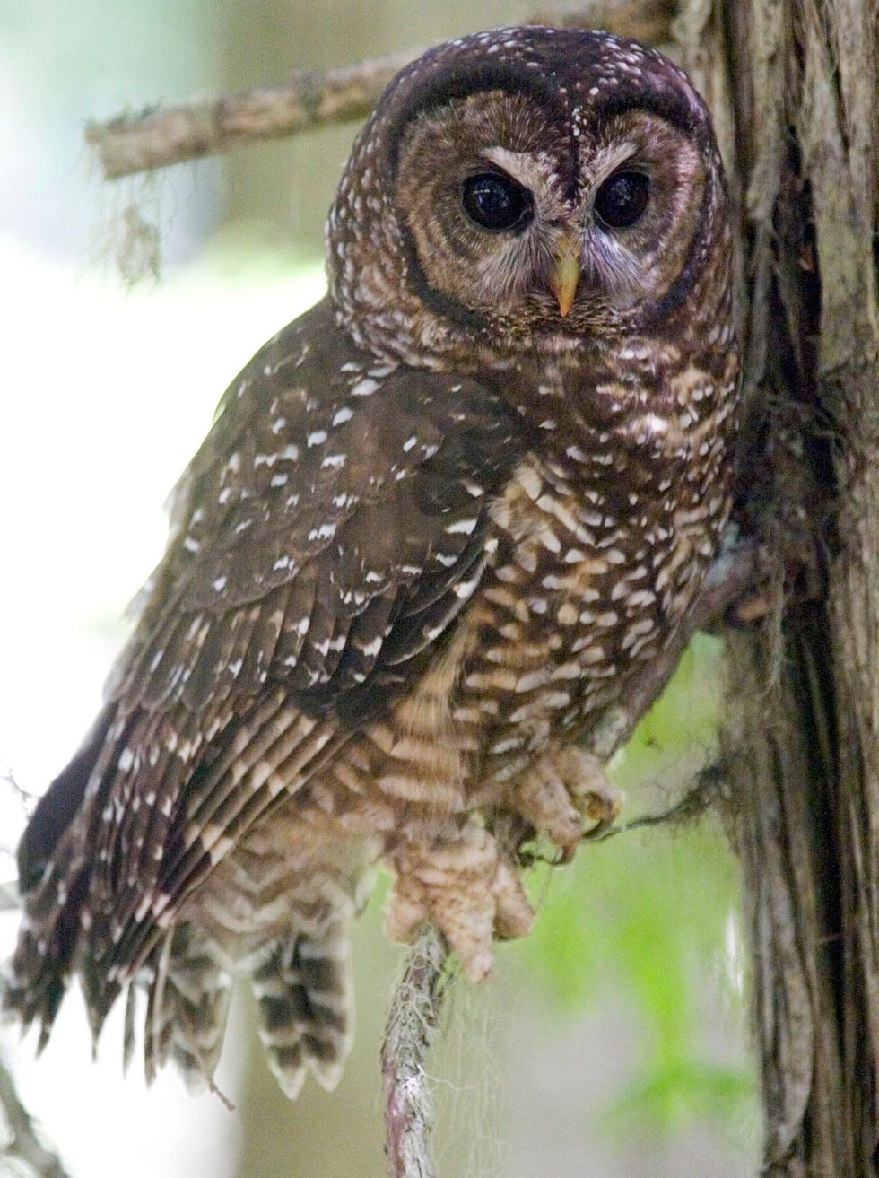Endangered Species Act's 50th anniversary: What 6 northwest animals can tell us