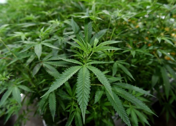 California employers can no longer punish employees for using marijuana outside work