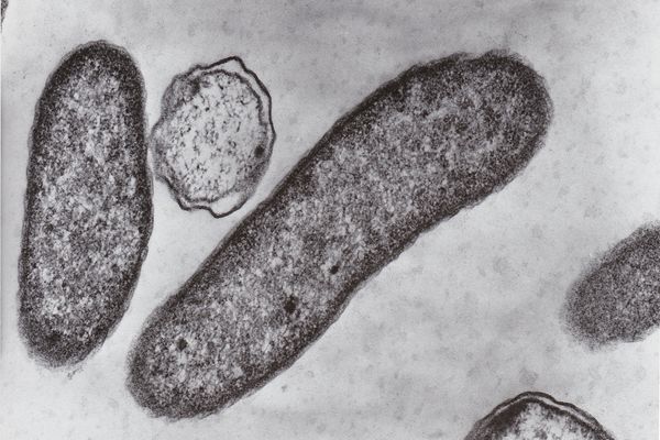 The link between climate change and a spate of rare disease outbreaks in 2023