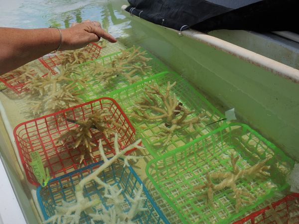 Can Florida’s corals survive climate change? Fate of one small reef may hold the answer