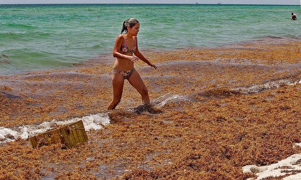 ‘Green’ energy, plant food from Florida’s stinky seaweed? Ideas will be put to test