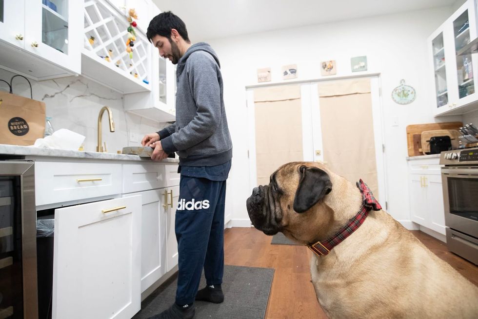 Pennsylvania is the fat dog capital of America