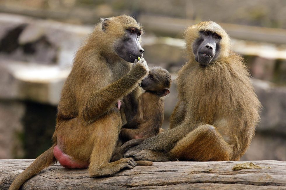 Nuremberg Zoo to cull baboons