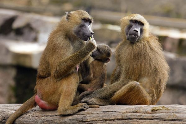 Nuremberg Zoo to cull baboons