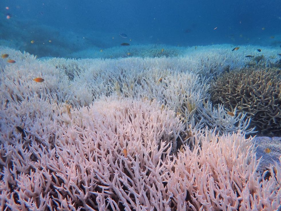 Australia's Barrier Reef 'in grave danger' from 'marine heatwave'