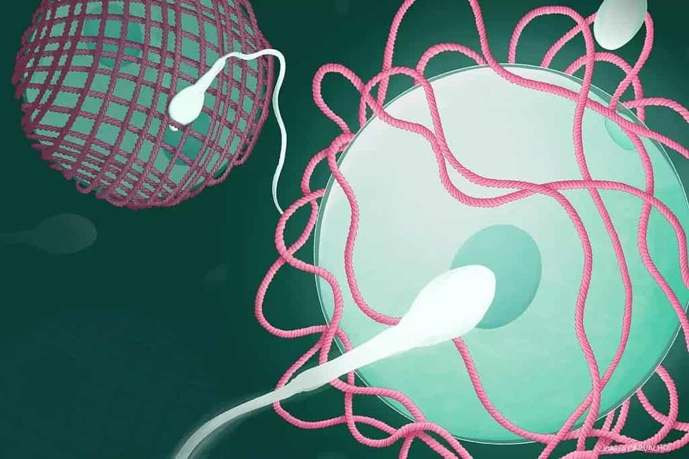 The human egg locks like Fort Knox after it’s fertilized. Scientists finally find out how