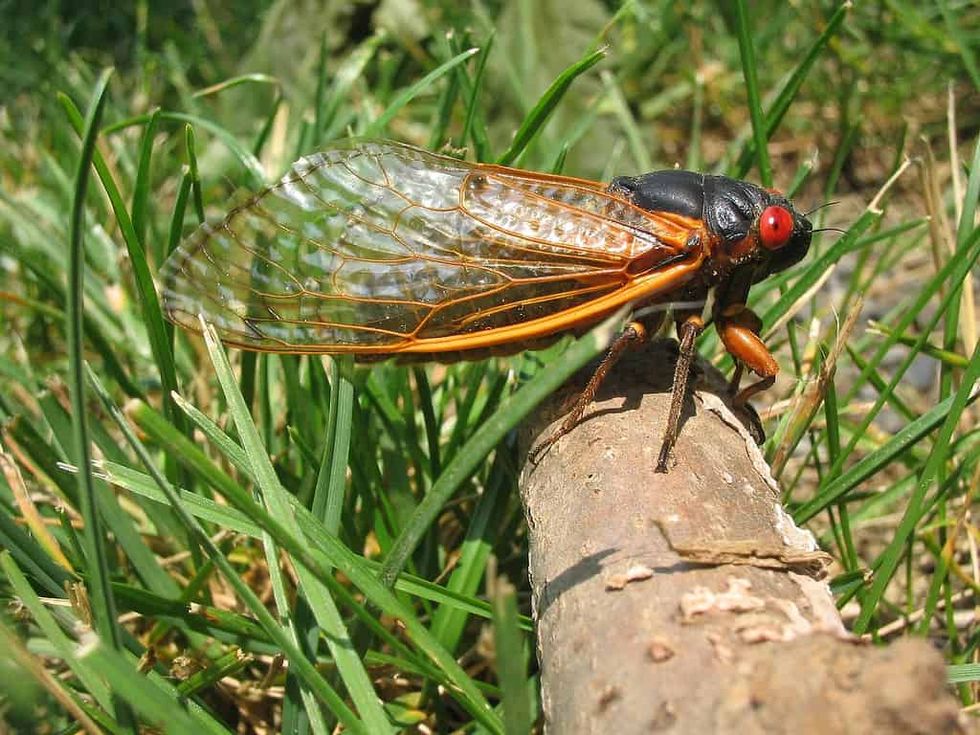 Why (some) cicadas only come out once every 17 years