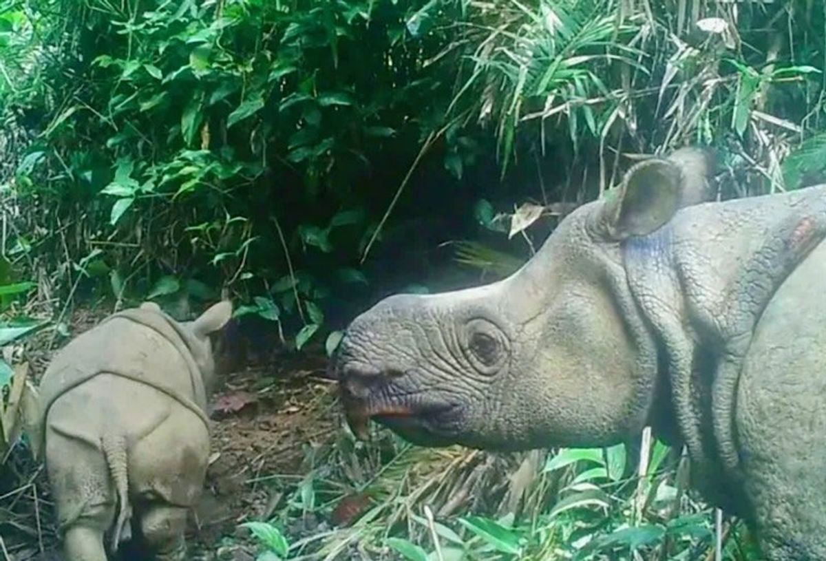 Javan rhino clings to survival after Indonesia poaching wave