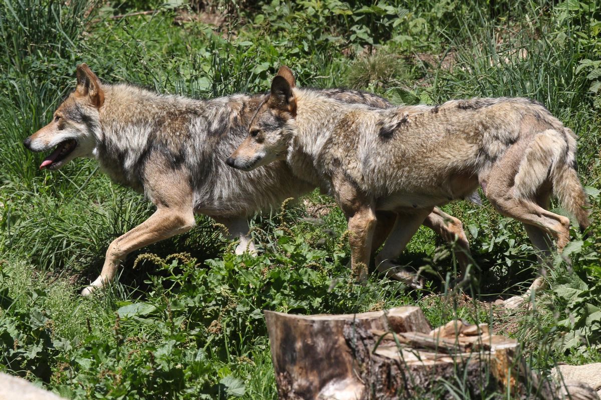 'Saint or devil': return of wolf stirs debate in Europe