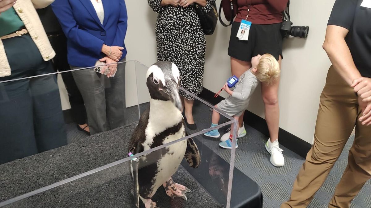 Live penguins protest budget slash at state capitol