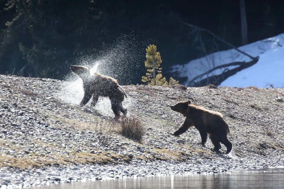Trump and Musk ‘functionally destroying’ historic Yellowstone grizzly bear science team