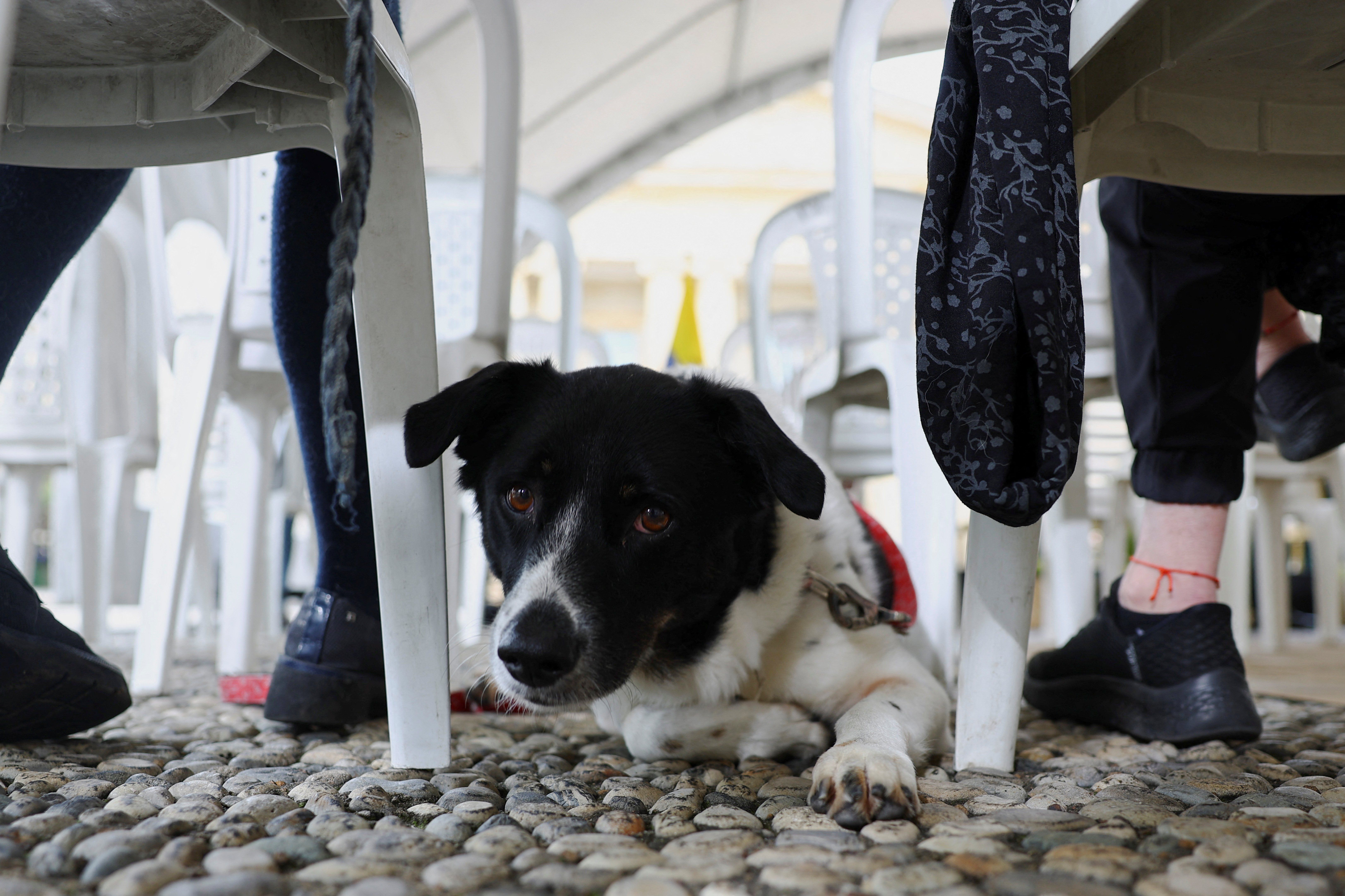A dog