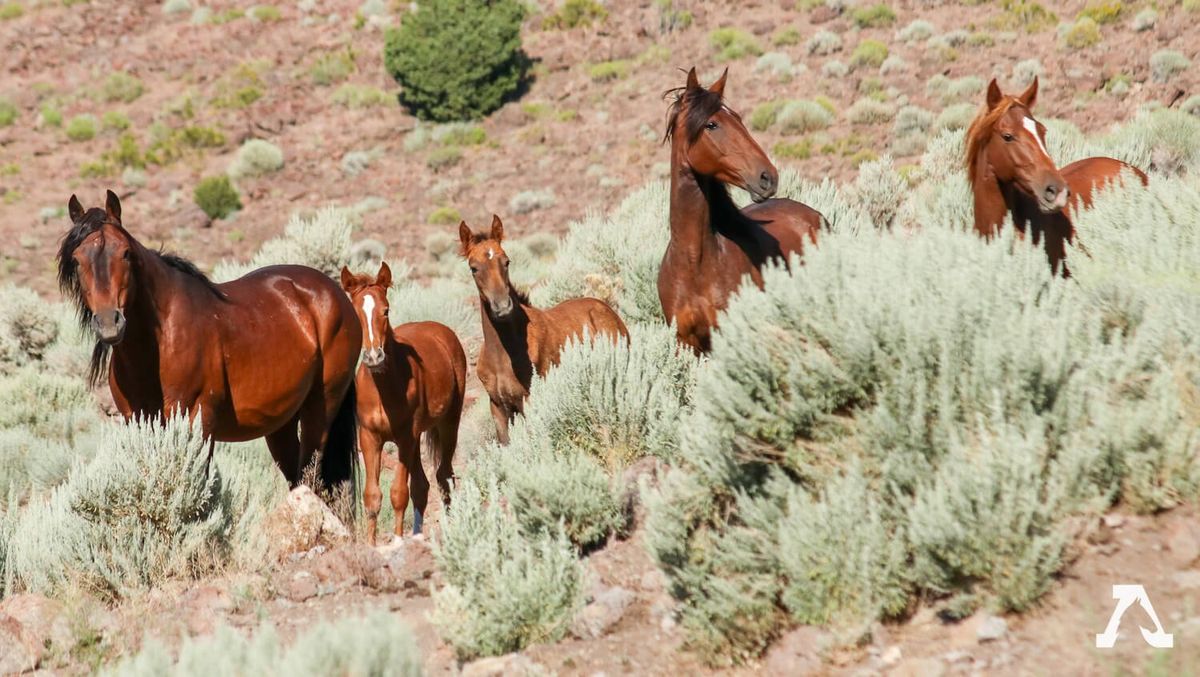 Trump’s budget 'bullet to the head' of America’s wild horses: activists