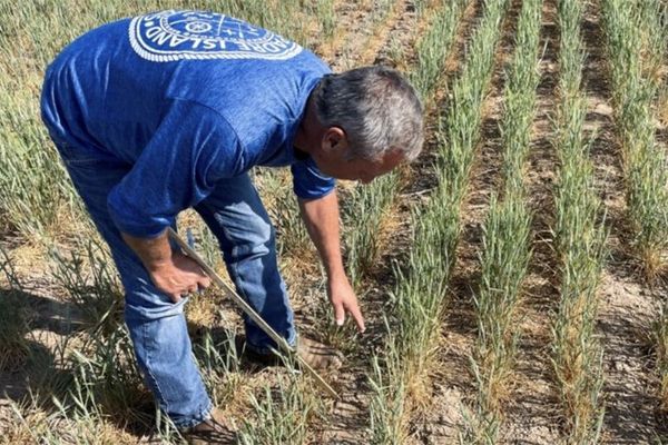 'This is going to end us': Florida growers warn Trump he's 'killing farming'