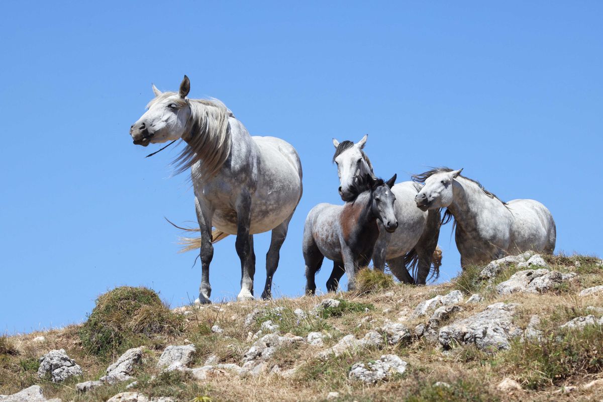 Trump secretly sends thousands of horses to their deaths: 'Slaughter in plain sight'