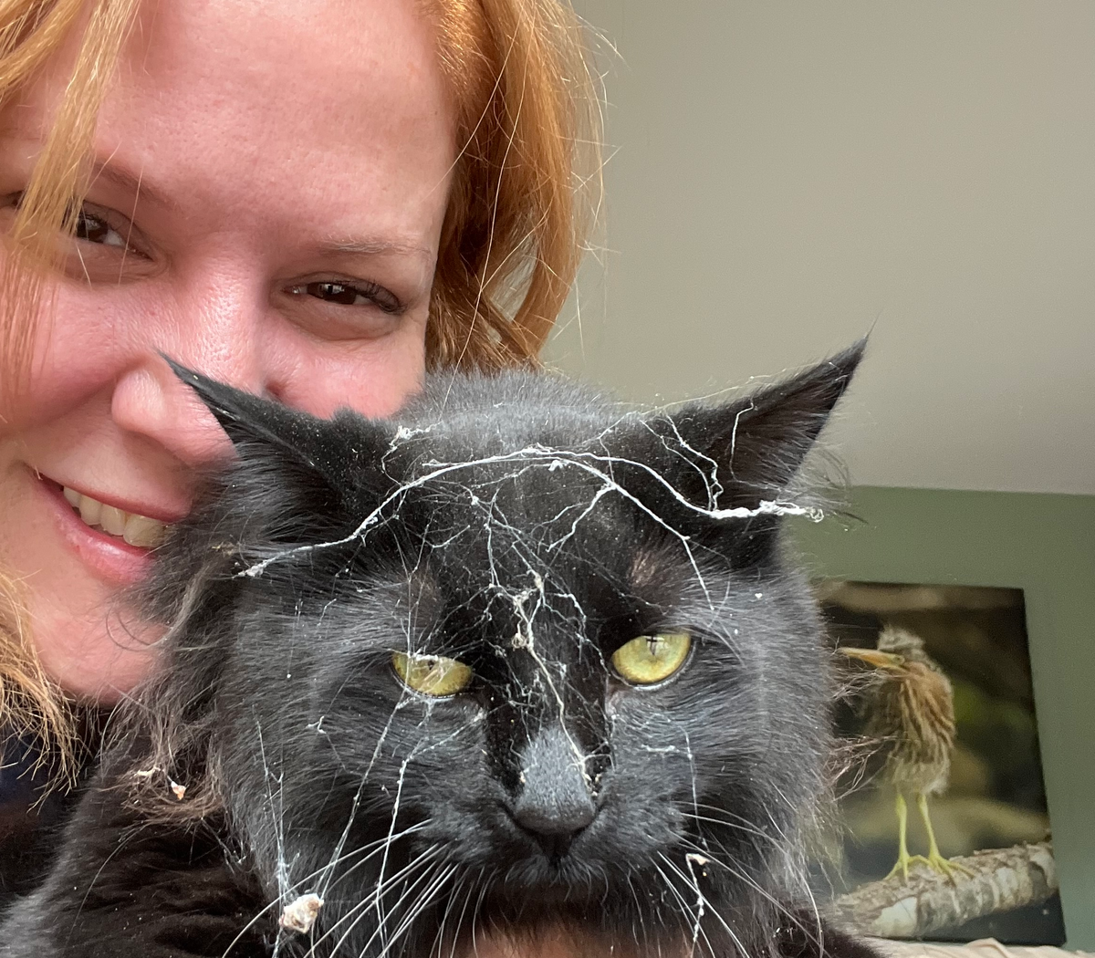 'Help elect a childless cat lady': New Hampshire Democrat cashes in on J.D. Vance jab