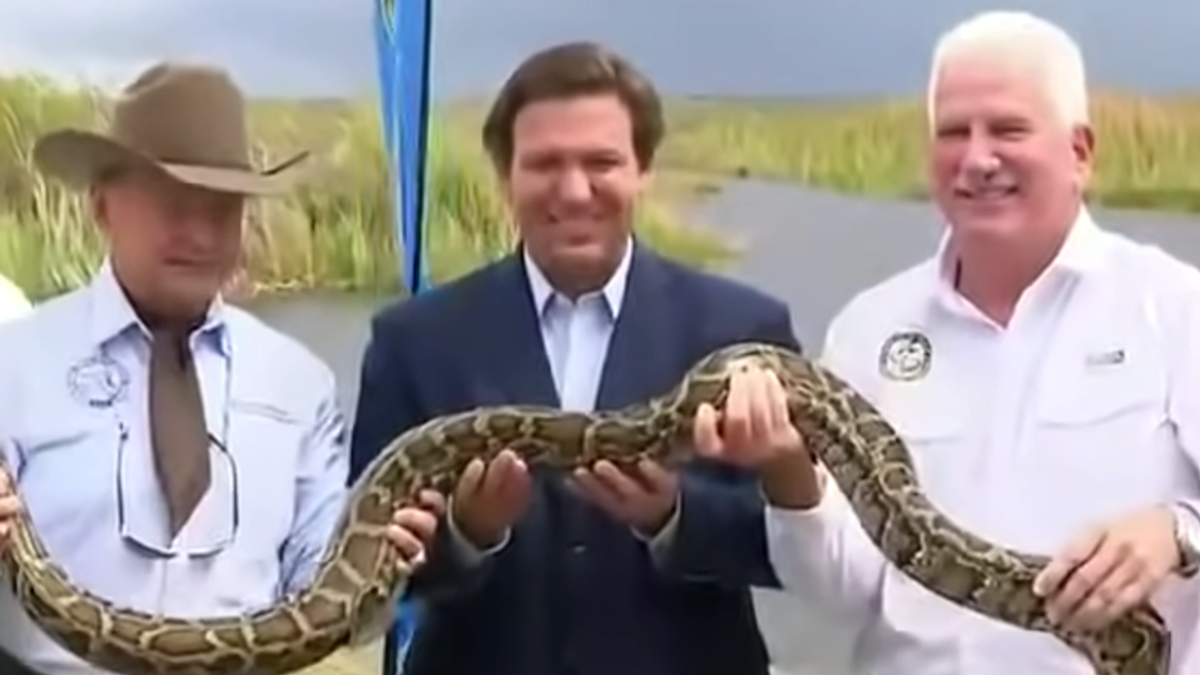 ‘Begging you’: Florida newspaper pleads with DeSantis to ‘save people from suffering’ instead of 'tweeting about pythons'