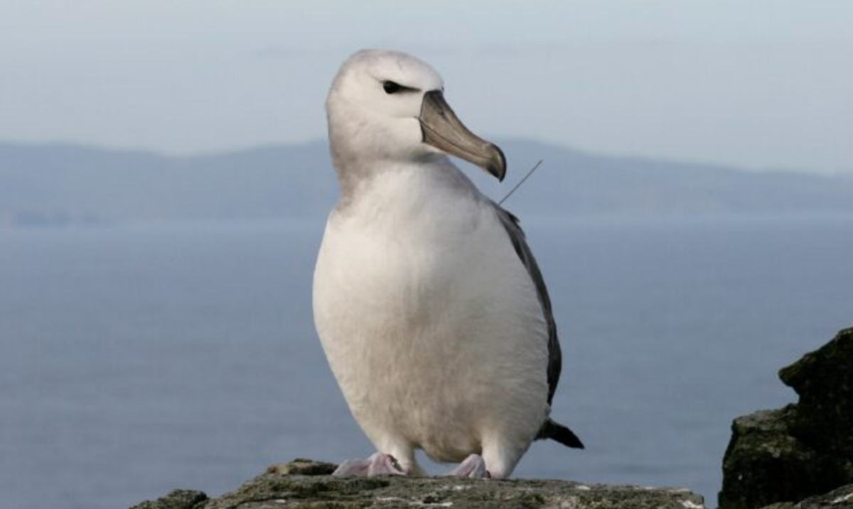 South Africa plans to ‘bomb’ mice that eat albatrosses alive