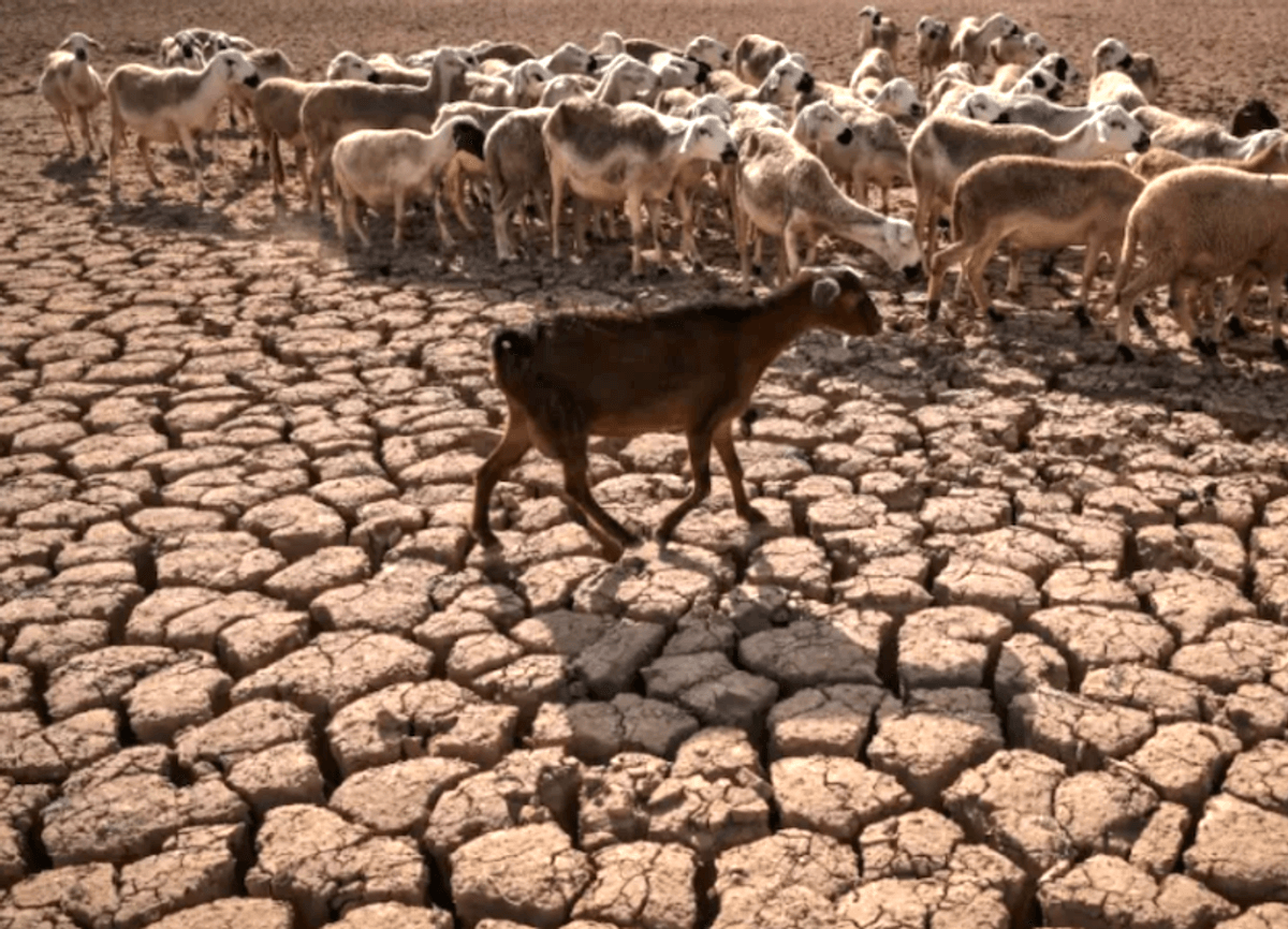 Drought-hit North Africa turns to purified sea and wastewater