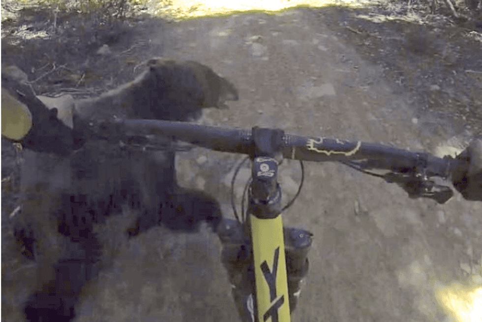 WATCH: Wandering bear sends mountain biker flying – then quickly disappears