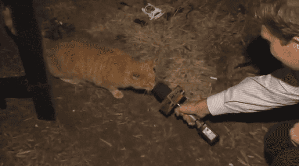 Local TV reporter interviews a cat on air about water rate hike