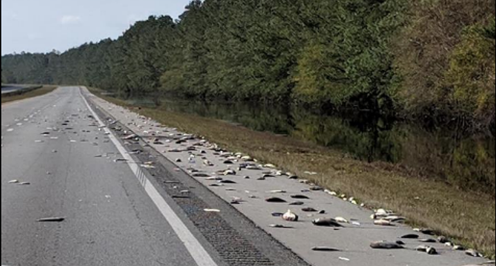 WATCH: Hurricane Florence leaves countless dead fish on I-40 as flood waters recede leaving ‘horrible’ stench