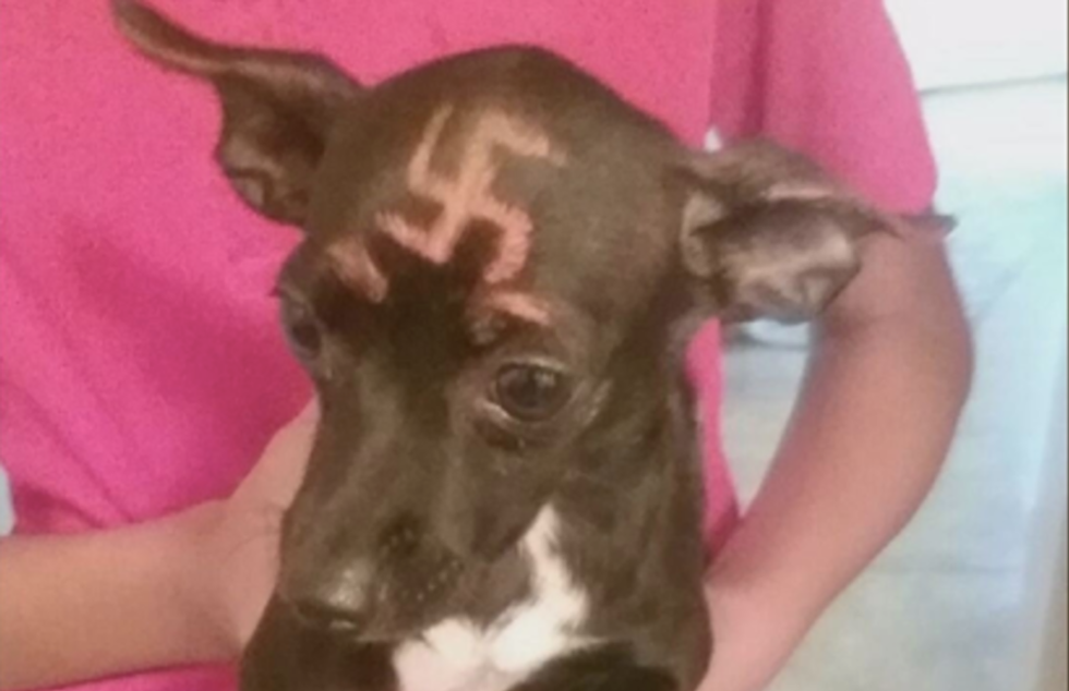 Arizona woman shocked when dog with swastika painted on its head arrives at her door
