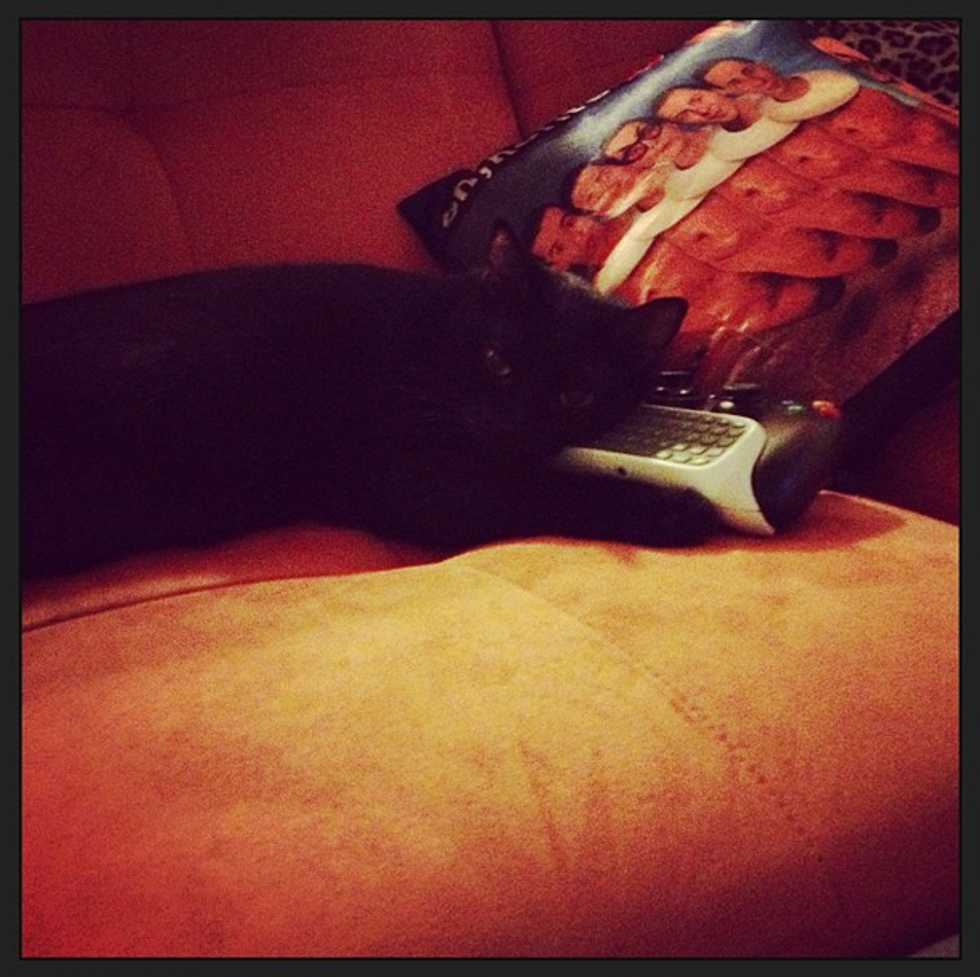 Why Do People Bag On Cats So Much?